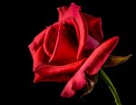 Rose di sangue