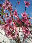 Tre piccoli fiori m'aspettano
